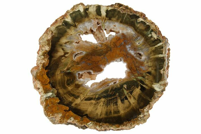 Triassic Petrified Wood (Woodworthia) Round - Zimbabwe #180225